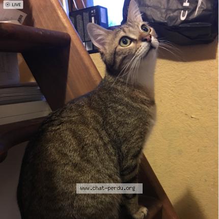 Photo 2/5 Oliver Chat lost in Saint jacques sur darnetal