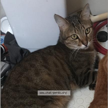 Photo 3/5 Oliver Chat lost in Saint jacques sur darnetal