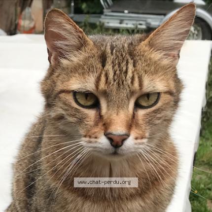 Photo 4/5 Oliver Chat lost in Saint jacques sur darnetal