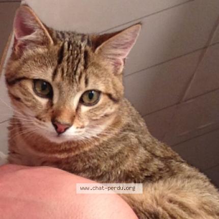 Photo 5/5 Oliver Chat lost in Saint jacques sur darnetal