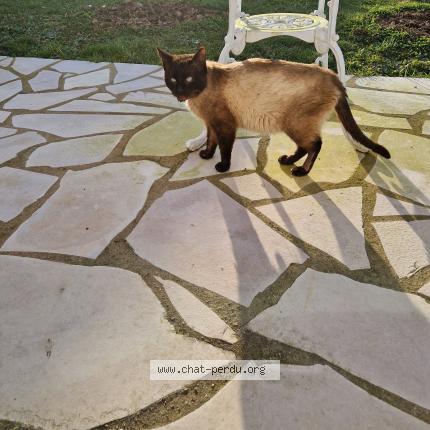 Photo 1/1 Found cat Found in Segre en anjou bleu