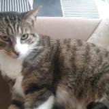 Picture of cat lost at Reze