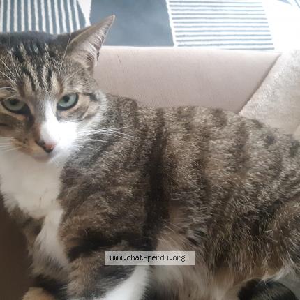 Photo 1/1 Vox Chat lost in Reze