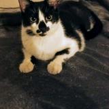 Picture of cat lost at Marseille 3e Arrondissement