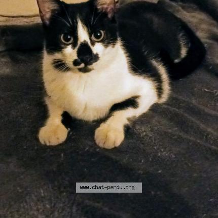 Photo 1/1 Cat reunited Lost in Marseille 3e arrondissement