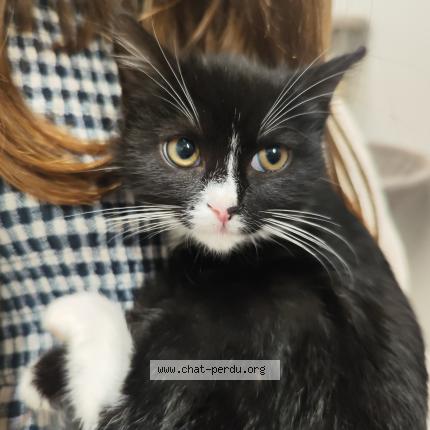 Photo 1/1 MoonZenith Chat lost in Andernos les bains