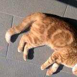 Picture of cat lost at Saint Andre De Sangonis