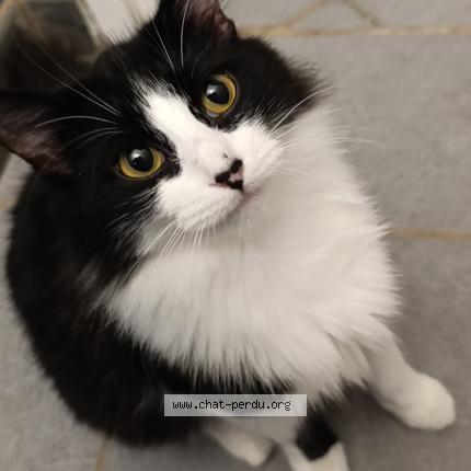 Photo 1/1 Xayah Chat lost in Privas