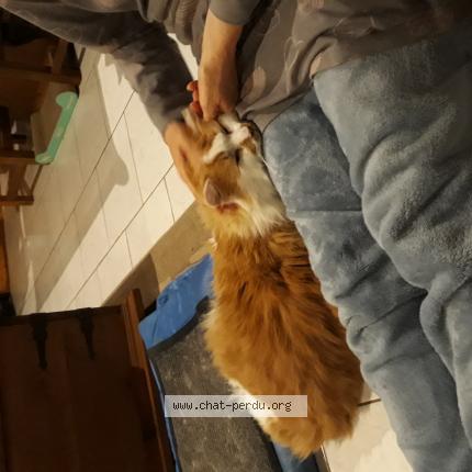 Photo 1/1 Cappuccino Chat lost in La ferriere