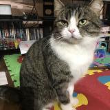 Picture of cat lost at Yerres