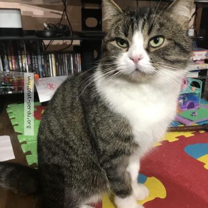 Photo 1/1 TOKYO Chat lost in Yerres