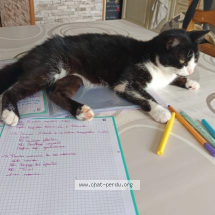 Photo 1/1 Canaille Chat lost in Lent