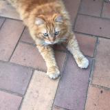 Picture of cat lost at Annecy Le Vieux