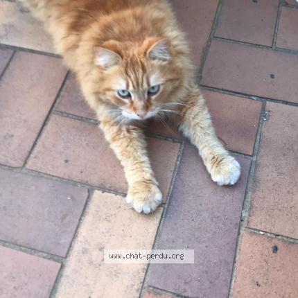 Photo 1/1 Simba Chat lost in Annecy le vieux