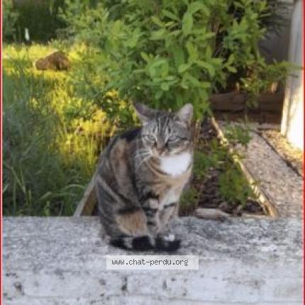 Photo 1/1 NESS Chat lost in Villers saint paul