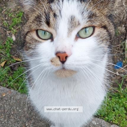Photo 1/1 Found cat Found in Drancy