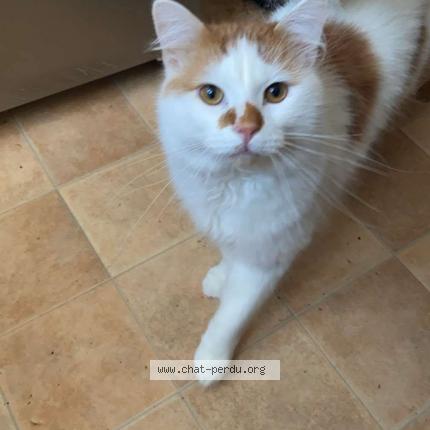 Photo 1/1 moula Chat lost in Grande synthe