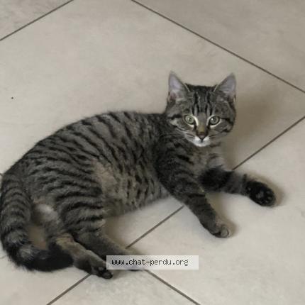 Photo 1/1 Diwali Chat lost in Bondues