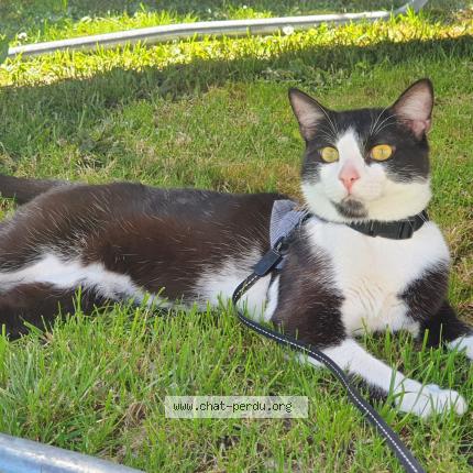 Photo 1/1 Cookie Chat lost in Coulommes