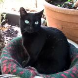 Picture of cat lost at Saint Paul En Foret