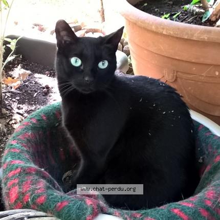 Photo 1/1 Cat reunited Lost in Saint paul en foret