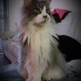 Picture of cat lost at Moliets Et Maa