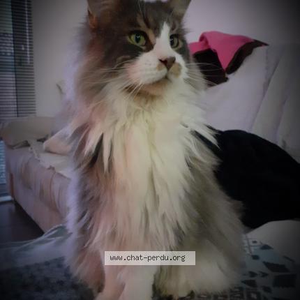 Photo 1/1 TANGO Chat lost in Moliets et maa