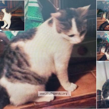 Photo 1/1 L'Artiste Chat lost in Argenteuil