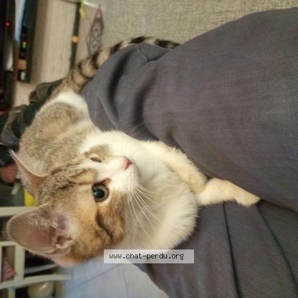 Photo 1/1 Chalie Chat lost in Lomme