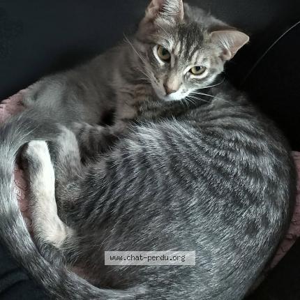 Photo 1/1 Plume Chat lost in Montelimar