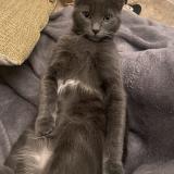 Picture of cat lost at Capens