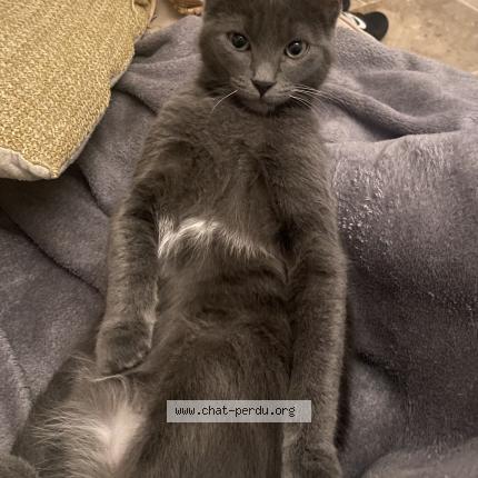 Photo 1/1 Malo Chat lost in Capens