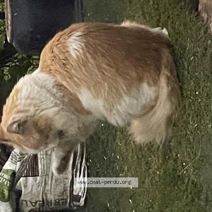 Photo 1/1 Found cat Found in Maurepas