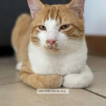 Photo 1/1 Tigrou Chat lost in Grandfontaine