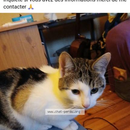 Photo 1/1 Gribouille Chat lost in Saint etienne