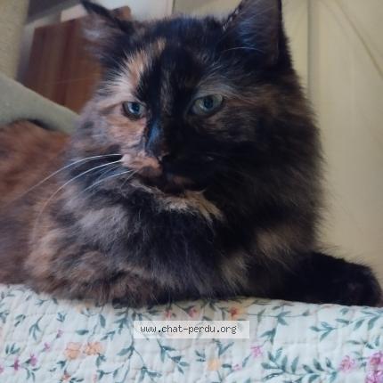 Photo 1/1 Ma fille Chat lost in Frontignan plage