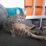 Picture of cat lost at Lege Cap Ferret