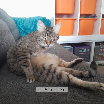 Photo 1/1 Gnocky Chat lost in Lege cap ferret