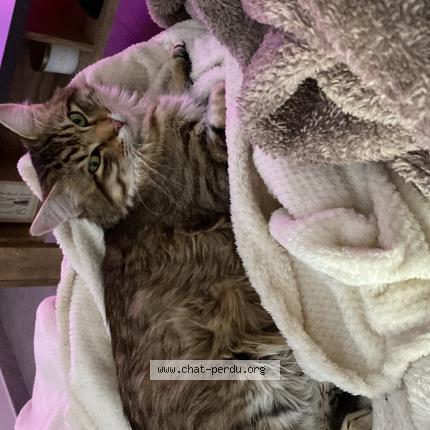 Photo 1/1 Éros Chat lost in Saint etienne de st geoirs