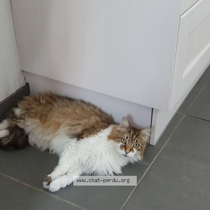 Photo 1/1 Mowgli Chat lost in Morthomiers