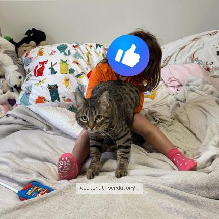 Photo 1/1 Nala Chat lost in La ciotat