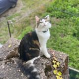 Picture of cat lost at Le Val D Ajol