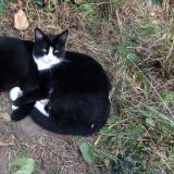 Picture of cat lost at Saint Laurent De La Salanque