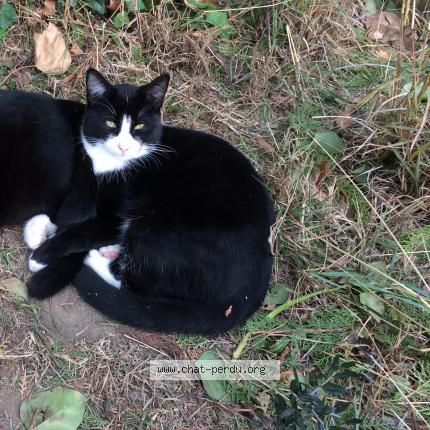 Photo 1/1 SHIRO Chat lost in Saint laurent de la salanque