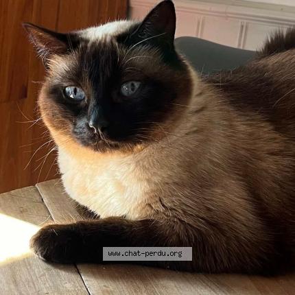 Photo 1/1 Cat reunited Lost in Montilliers