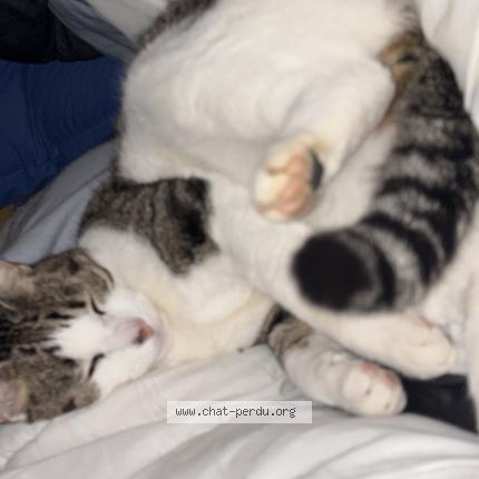 Photo 1/1 Syrius Chat lost in Trelivan