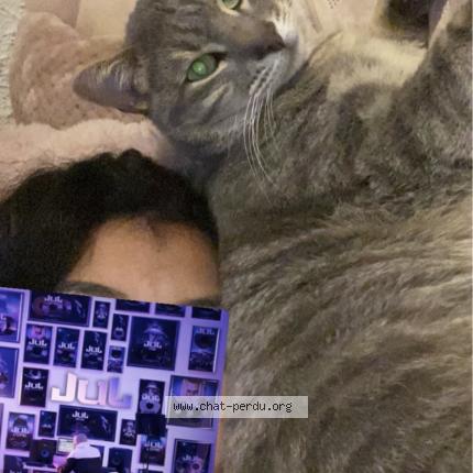 Photo 1/1 Chicha Chat lost in Aix en provence