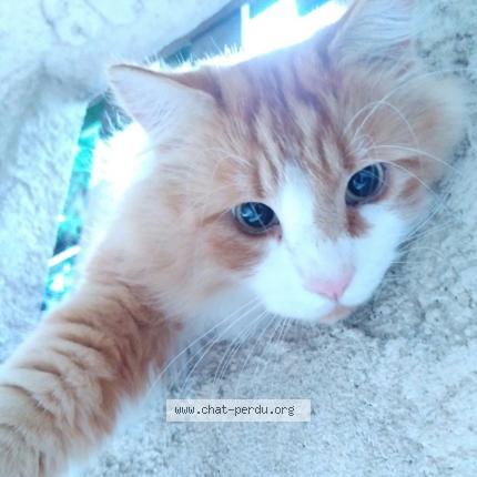 Photo 1/1 eric SCI Fossaert bantignies Chat lost in Tourrette levens tourrette leve