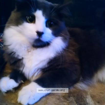 Photo 1/2 Mimine Chat lost in Brossard