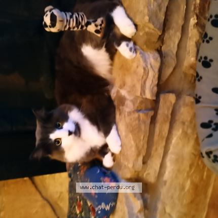 Photo 2/2 Mimine Chat lost in Brossard